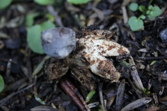Geastrum tenuipes