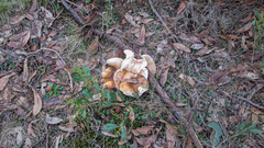 Omphalotus nidiformis