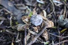 Geastrum tenuipes