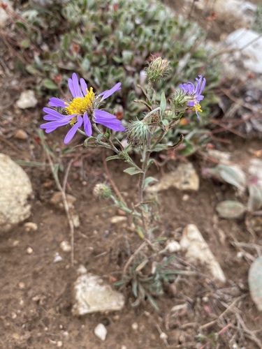 Dieteria bigelovii var. mucronata