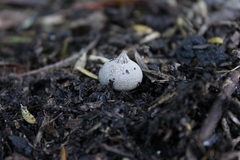 Geastrum tenuipes