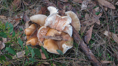 Omphalotus nidiformis