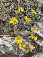 Heterotheca fulciens