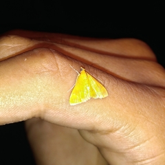 Loxomorpha flavidissimalis