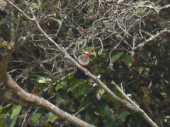 Halcyon leucocephala
