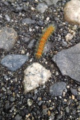 Ormiscodes amphimone