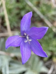 Campanula parryi