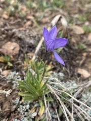 Campanula parryi