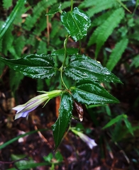 Tripterospermum lanceolatum