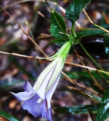 Tripterospermum lanceolatum