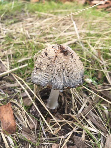 pied inkcap