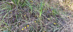 Hibbertia dentata