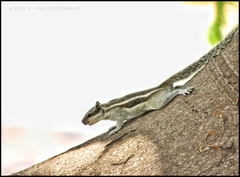 Funambulus pennantii