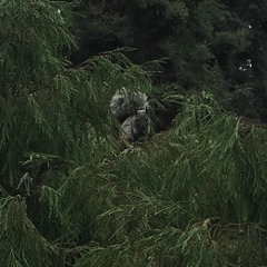 Sciurus stramineus