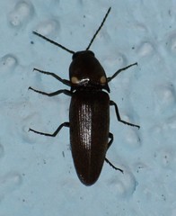 Deilelater physoderus