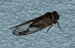 Diceroprocta marevagans