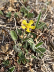 Ranunculus cardiophyllus