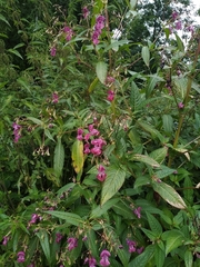 Impatiens glandulifera
