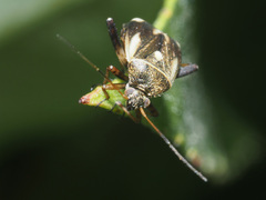 Polymerus microphthalmus