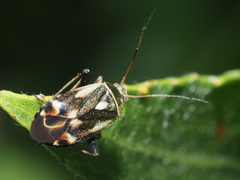 Polymerus microphthalmus