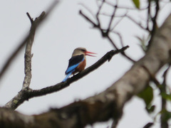 Halcyon leucocephala