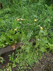 Sonchus oleraceus