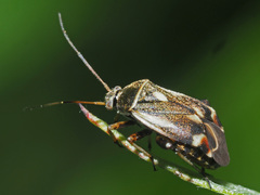 Polymerus microphthalmus