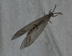 Nemoleontini