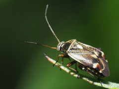 Polymerus microphthalmus