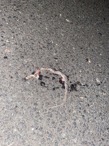 Peninsular Glossy Snake, Arizona pacata