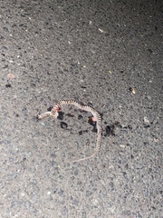 Peninsular Glossy Snake