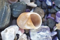 Natica pseustes
