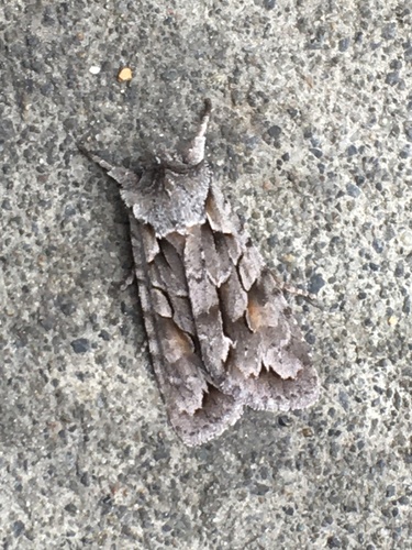 Thaxter's Pinion and Allies photo 2