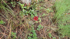 Potentilla haematochrous
