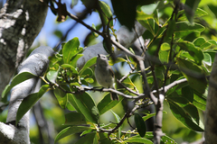 Gerygone flavolateralis flavolateralis