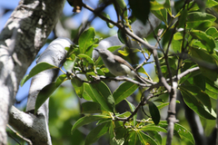 Gerygone flavolateralis flavolateralis