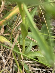 Gentiana newberryi newberryi
