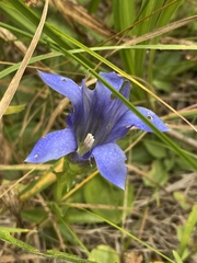 Gentiana newberryi newberryi