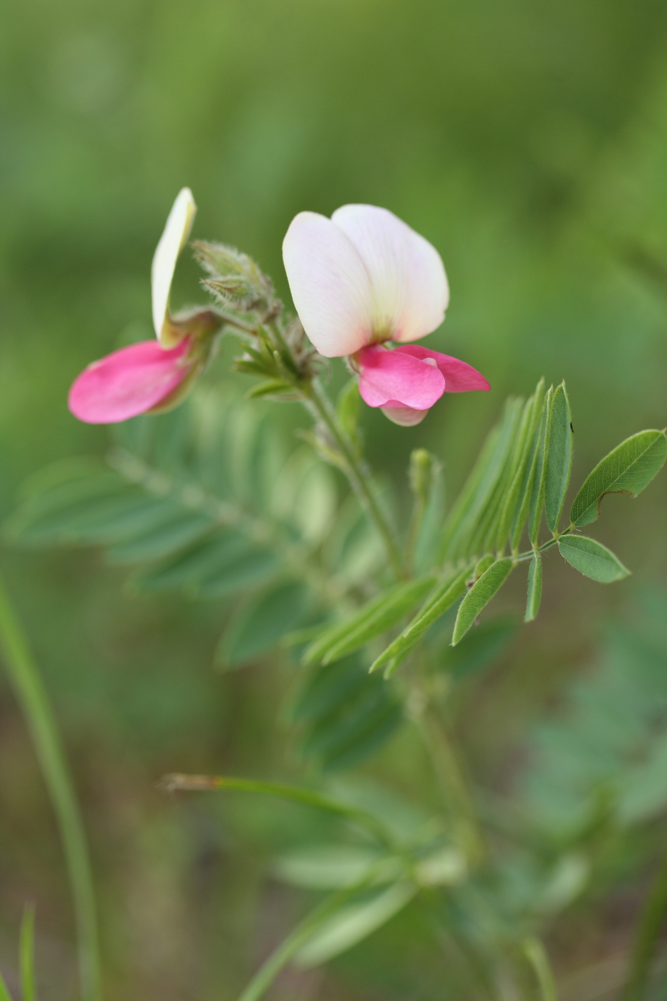 Tephrosia virginiana