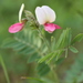 Tephrosia virginiana - Photo (c) Marsh Maiden,  זכויות יוצרים חלקיות (CC BY-NC), uploaded by Marsh Maiden