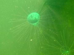 Dreissena polymorpha