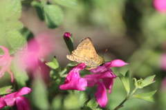 Atalopedes campestris huron