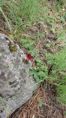 Potentilla haematochrous