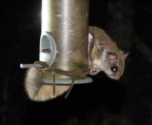 Northern Flying Squirrel