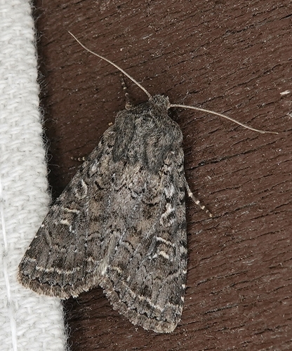 Glassy Cutworm Moth photo 6