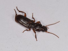 Stenomorphus