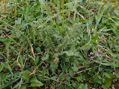 Pedicularis sudetica