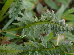Pedicularis sudetica