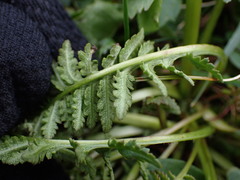 Pedicularis sudetica