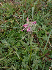 Pedicularis sudetica